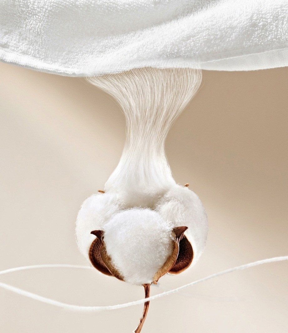 Cotton fibre emerging from a cotton boll